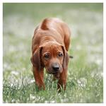 Nástenný kalendár 2026 Šteňatá