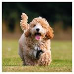 Nástenný kalendár 2026 Šteňatá