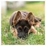 Nástenný kalendár 2026 Šteňatá