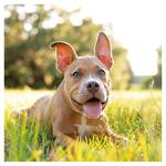 Nástenný kalendár 2026 Šteňatá