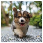 Nástenný kalendár 2026 Šteňatá