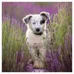 Nástenný kalendár 2026 Šteňatá