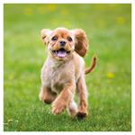 Nástenný kalendár 2026 Šteňatá