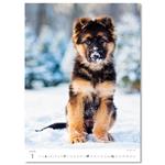 Nástenný kalendár 2026 - Šteniatka