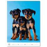 Nástenný kalendár 2026 - Šteniatka