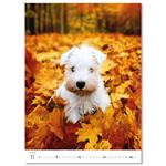 Nástenný kalendár 2026 - Šteniatka