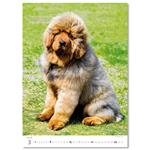 Nástenný kalendár 2026 - Šteniatka