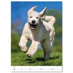 Nástenný kalendár 2026 - Šteniatka