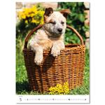 Nástenný kalendár 2026 - Šteniatka