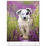 Nástenný kalendár 2026 - Šteniatka