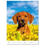 Nástenný kalendár 2026 - Šteniatka