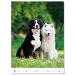 Nástenný kalendár 2026 - Šteniatka