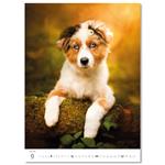 Nástenný kalendár 2026 - Šteniatka