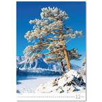 Nástenný kalendár 2026 - Stromy