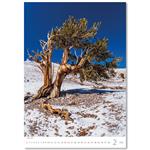 Nástenný kalendár 2026 - Stromy