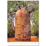 Nástenný kalendár 2026 - Stromy