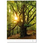 Nástenný kalendár 2026 - Stromy