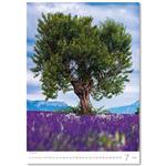 Nástenný kalendár 2026 - Stromy