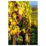 Nástenný kalendár 2026 Víno