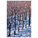 Nástenný kalendár 2026 Víno