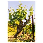 Nástenný kalendár 2026 Víno