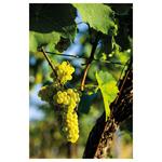 Nástenný kalendár 2026 Víno