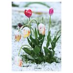 Nástenný kalendár 2026 Záhrady