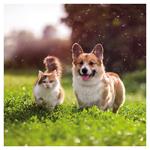 Nástenný kalendár 2026 Zvieratká