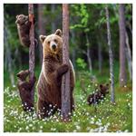 Nástenný kalendár 2026 Zvieratká