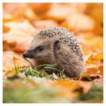 Nástenný kalendár 2026 Zvieratká