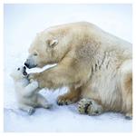 Nástenný kalendár 2026 Zvieratká