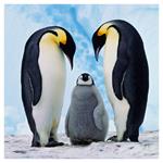 Nástenný kalendár 2026 Zvieratká