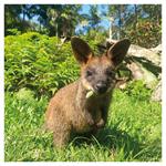 Nástenný kalendár 2026 Zvieratká