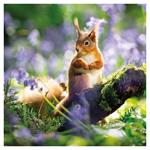 Nástenný kalendár 2026 Zvieratká