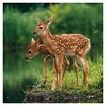 Nástenný kalendár 2026 Zvieratká