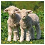 Nástenný kalendár 2026 Zvieratká