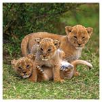 Nástenný kalendár 2026 Zvieratká