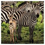 Nástenný kalendár 2026 Zvieratká