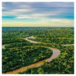 Nástenný poznámkový kalendár 2026 Dažďové pralesy