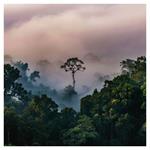 Nástenný poznámkový kalendár 2026 Dažďové pralesy