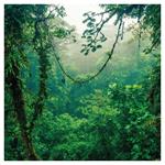 Nástenný poznámkový kalendár 2026 Dažďové pralesy