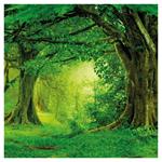 Nástenný poznámkový kalendár 2026 Dažďové pralesy