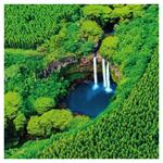 Nástenný poznámkový kalendár 2026 Dažďové pralesy