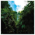 Nástenný poznámkový kalendár 2026 Dažďové pralesy