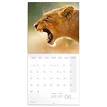 Nástenný poznámkový kalendár 2026 Divoké zvieratá