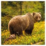 Nástenný poznámkový kalendár 2026 Divoké zvieratá