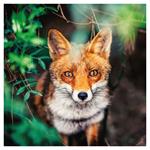 Nástenný poznámkový kalendár 2026 Divoké zvieratá