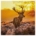 Nástenný poznámkový kalendár 2026 Divoké zvieratá