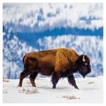 Nástenný poznámkový kalendár 2026 Divoké zvieratá