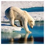 Nástenný poznámkový kalendár 2026 Divoké zvieratá